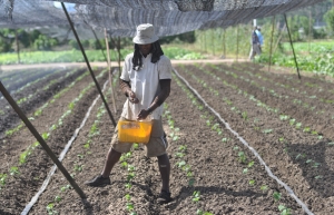 Soil biodiversity, an important topic for the Pacific Islands